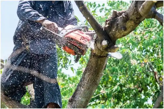 tree services Rule